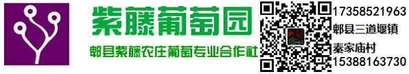 成都市郫县紫藤葡萄园